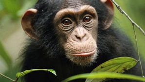 Tara care vrea sa acorde cimpanzeilor statutul de persoane