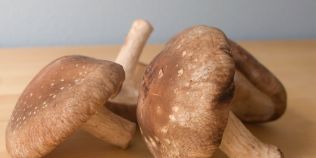 Consumata cruda, ciuperca shiitake, numita si ciuperca longevitatii, are efecte toxice