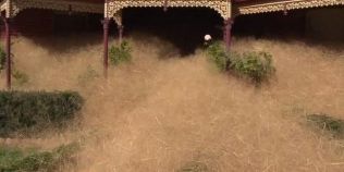 VIDEO O localitate din Australia a fost invadata de buruieni salbatice