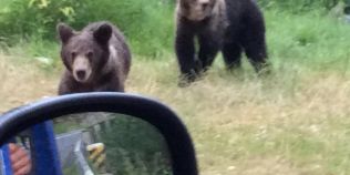 FOTO Sfatul salvatorilor montani: Nu hraniti ursuletii iesiti la cersit pe Transfagarasan!