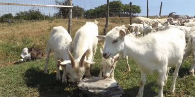Cum supravietuiesc proprietarii unei ferme cu 400 de capre in Mehedinti: 