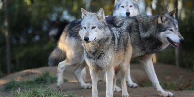 Consecintele interzicerii vanatorii de lupi si ursi in padurile Bucovinei. Caprioare, cerbi si mistreti, rapusi in masa de pradatori