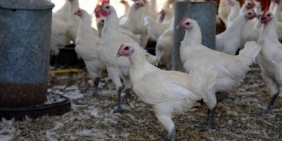 Scandalul oualor contaminate se extinde in Olanda, care face teste asupra carnii de pui